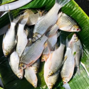 Deshi Shorputi Fish (দেশি সরপুটি মাছ)