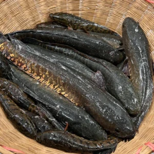 Deshi Shol Fish Whole (দশী শাল মাছ আস্ত)
