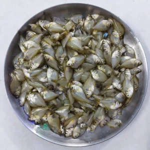 Deshi Chanda Fish whole