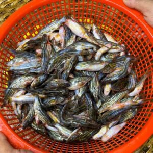 Deshi Tengra Fish Whole (দেশি টেংরা মাছ আস্ত)