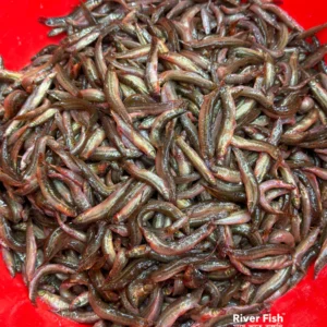 Deshi Gutum Fish Whole (দেশি গুতুম মাছ)