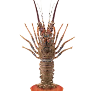 Sea Lobster Whole (সামুদ্রিক লবস্টার)