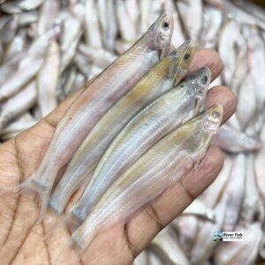 River Topshe Fish/Ramchos (নদীর তোপসে মাছ)