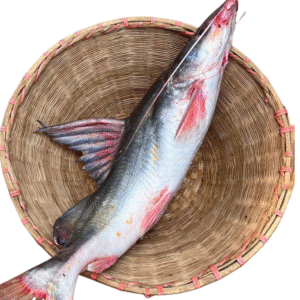 River Ayer Fish whole (নদীর আইড় মাছ)